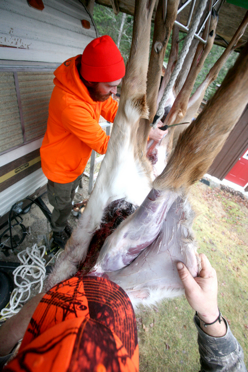 Two hunters starts skinning a deer suspended from a game pole at hunt camp