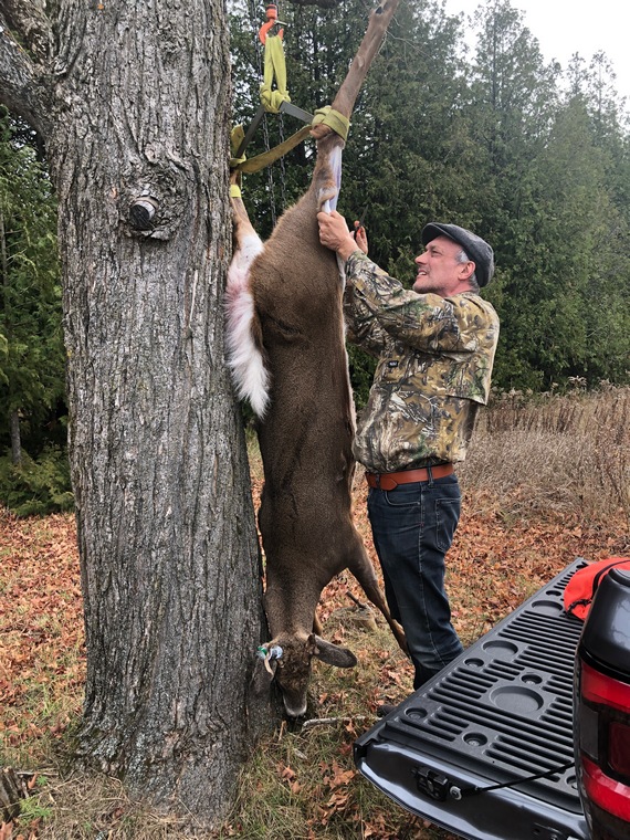 A hunter starts skinning a deer suspended from a large tree