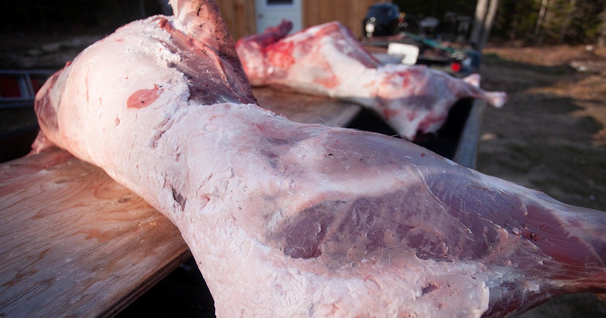 Half of a deer carcass resting on a table, prepared for processing