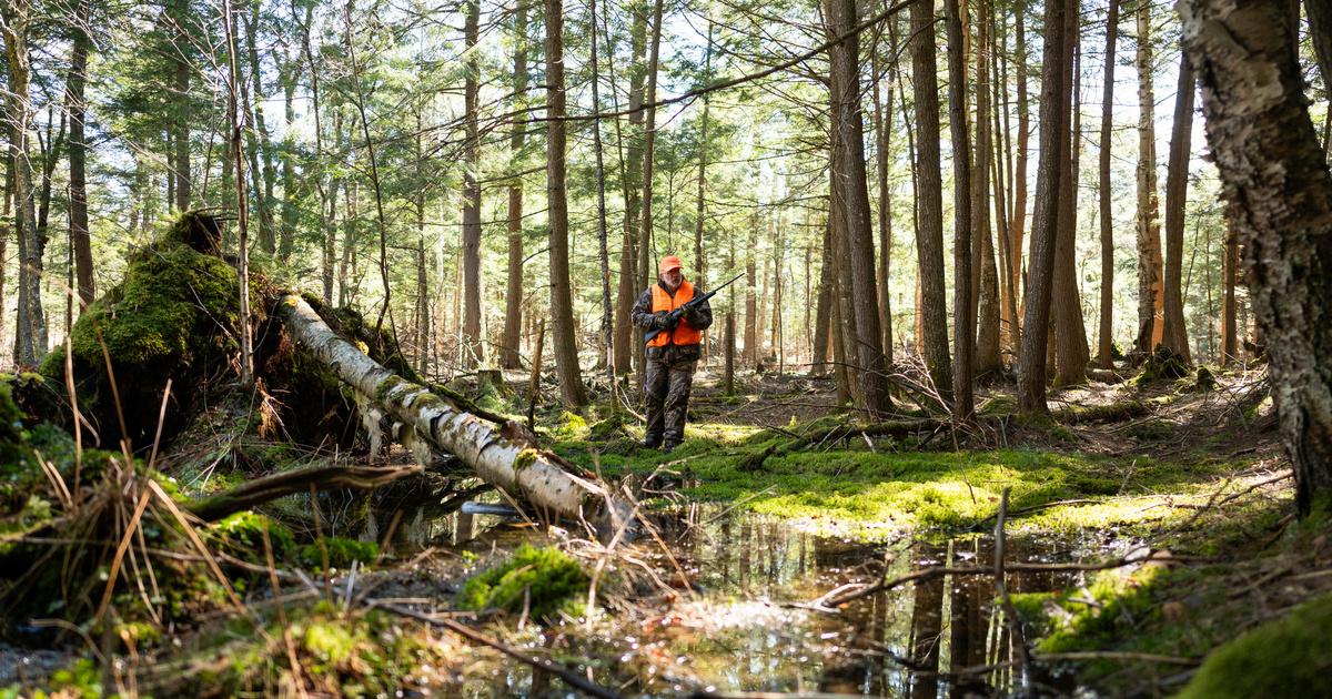 Hunter in orange attire carrying a rifle, walking through a swampy forest with soft light filtering through the trees looking for deer