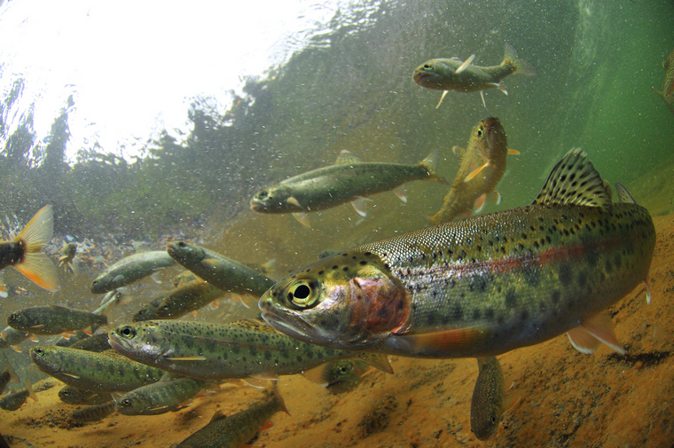 School of rainbow trout