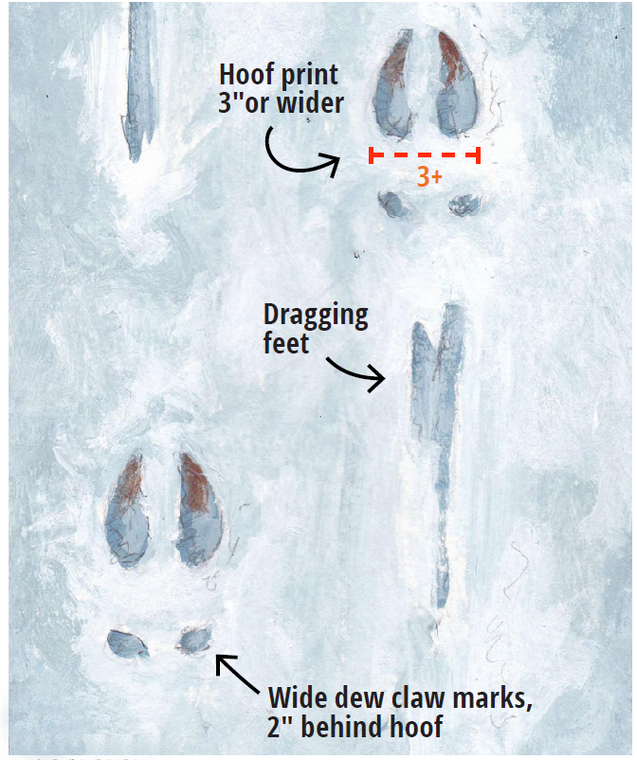 diagram of deer tracks in snow