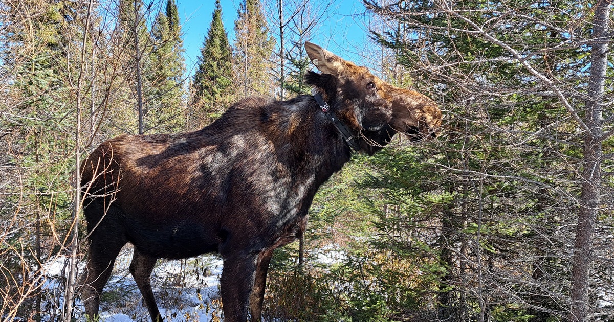 Reversing moose population trends