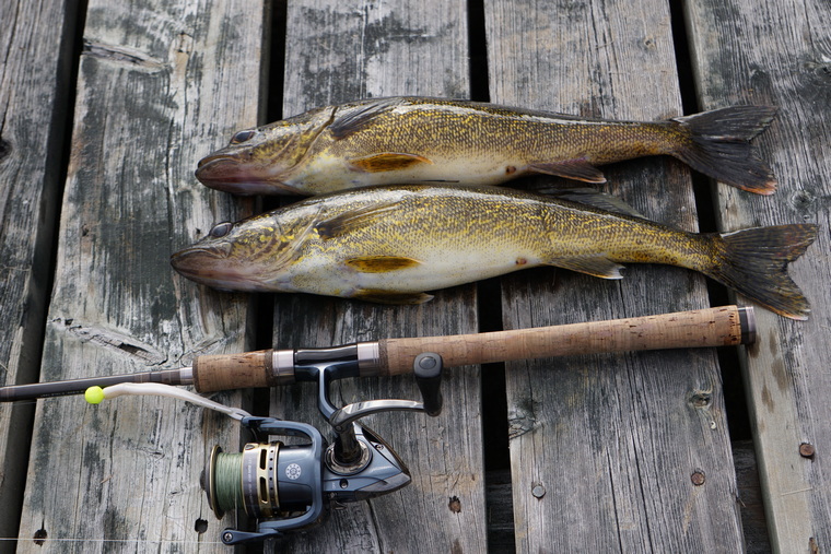 Two walleye laid out on a dock with a spinning rod and reel beside them with a jig head and plastic lure.