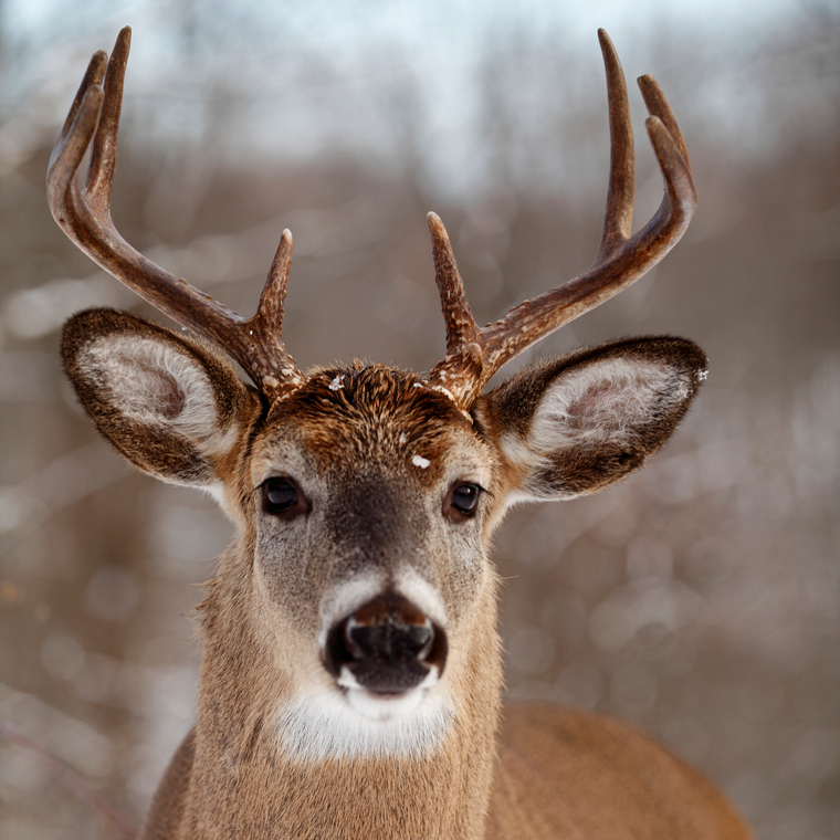 8-point buck