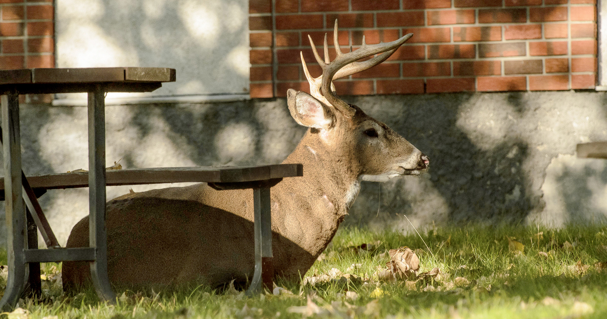 Things change: How deer and hunters adapt