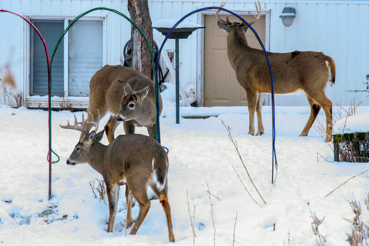 Deer adapted to food source from humans