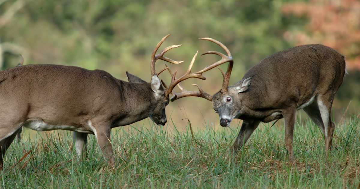 Two white-tailed deer bucks with antlers clashing during the rut.
