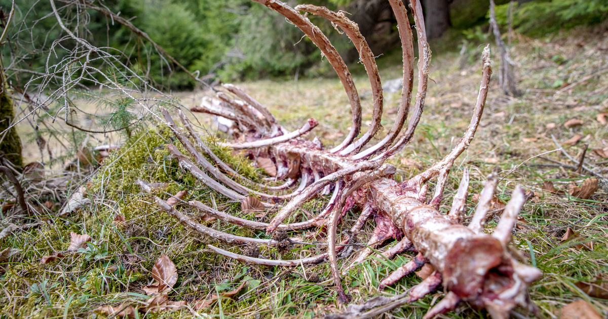 An animal rib cage, stripped of flesh, resting on moss-covered ground in a natural setting, possibly results of wild game carcass disposal