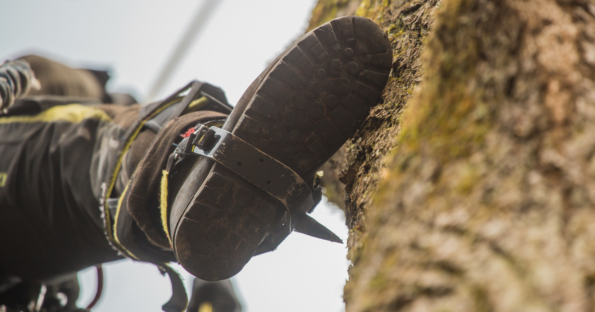 An upward view of a tree climber ascending a tree, wearing spurs attached to their legs for support.