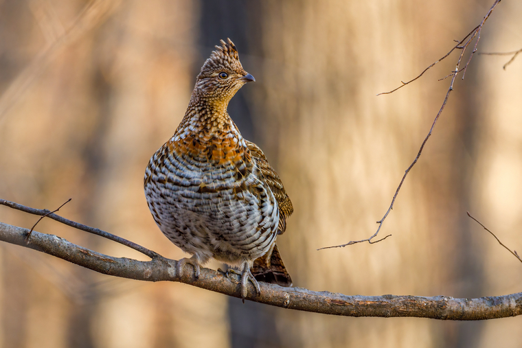 grouse on a branch