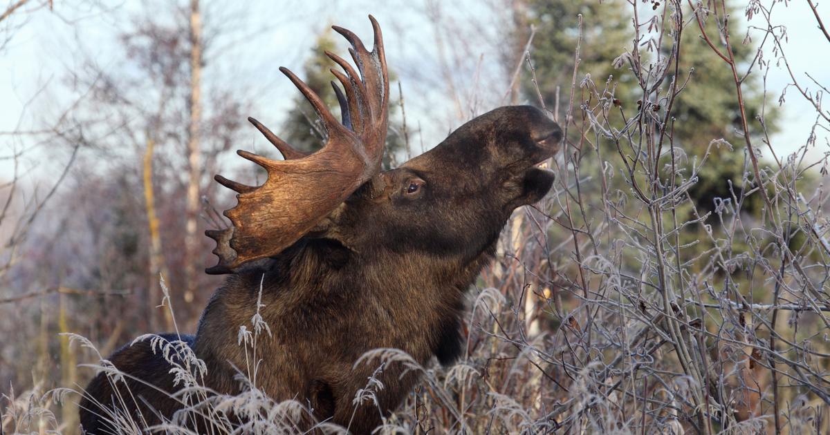 bull moose reaching high for branches