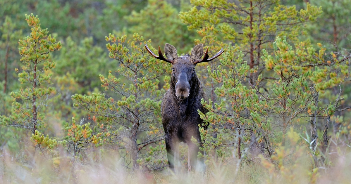 Ask a CO: On wearing hunter orange during a bow hunt