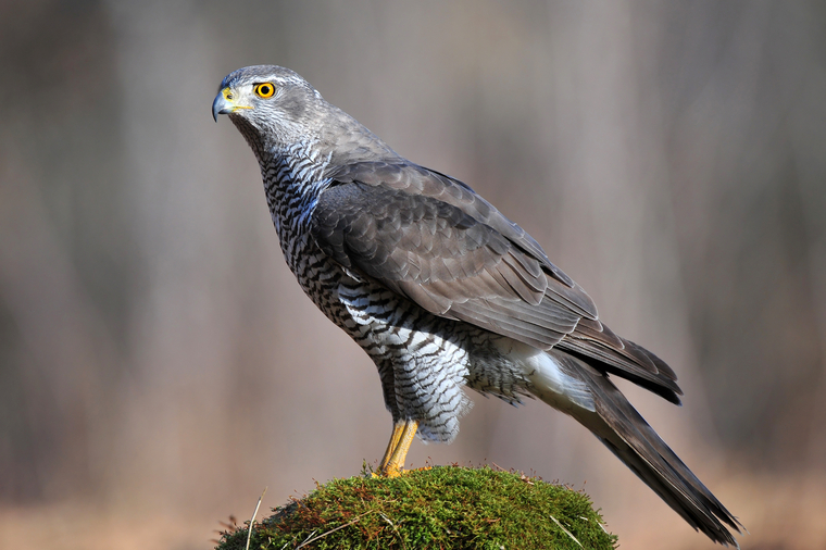 Northern goshawk