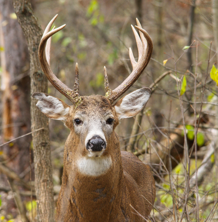 10-point buck looking straight ahead in the forest.