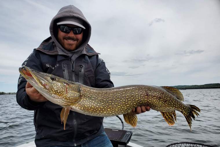 A 36-inch Rice Lake pike.