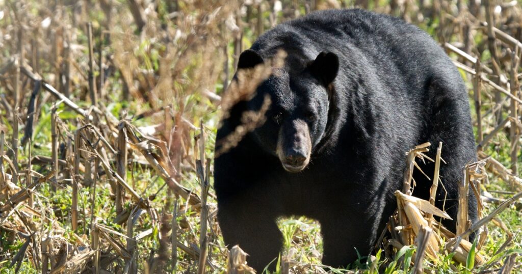 Hunting cornfields for bear