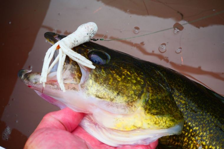 walleye with tube