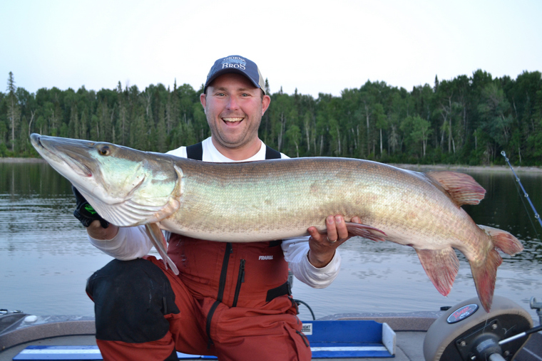 over 50 inch muskie in the hands of an angler