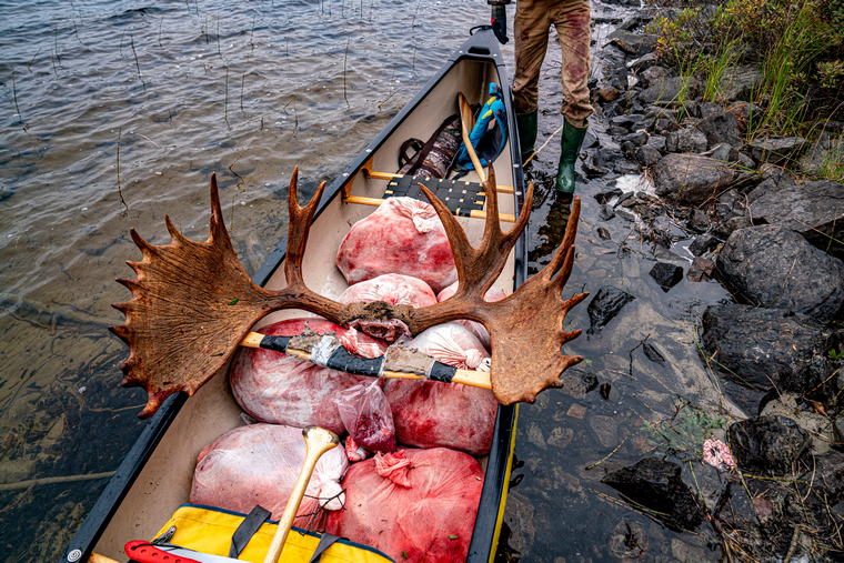 canoe full of moose meet and a moose rack