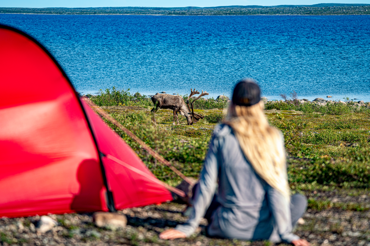 woman watches a wild caribou by the water