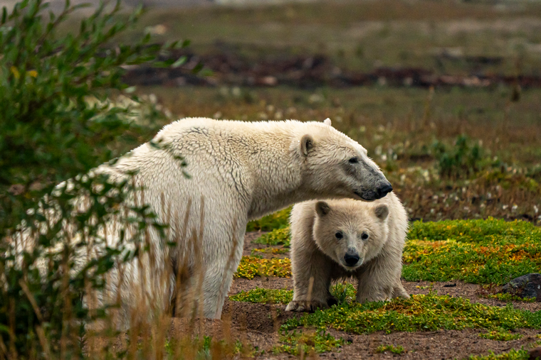 wild polar bears