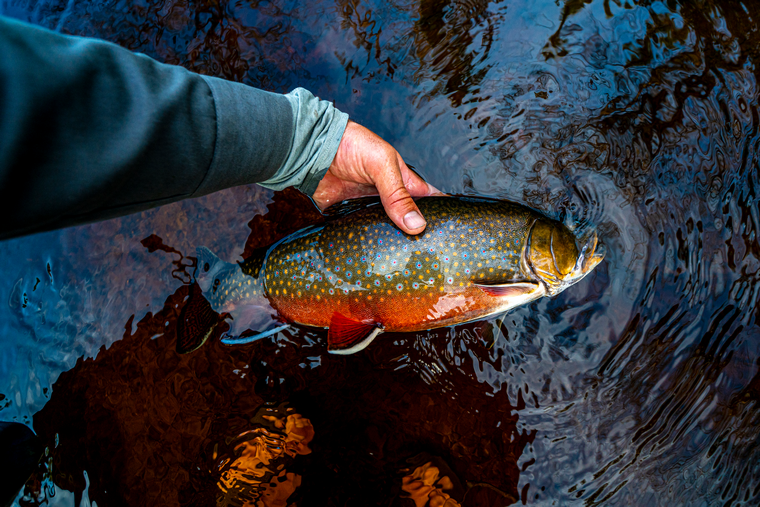 brook trout in the hand of an angler