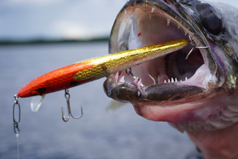 Smithwick Suspending Rattlin’ Rogue lure