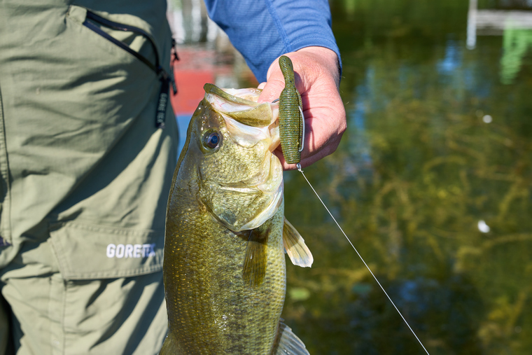 Poop baits in the mouth of a largemouth bass