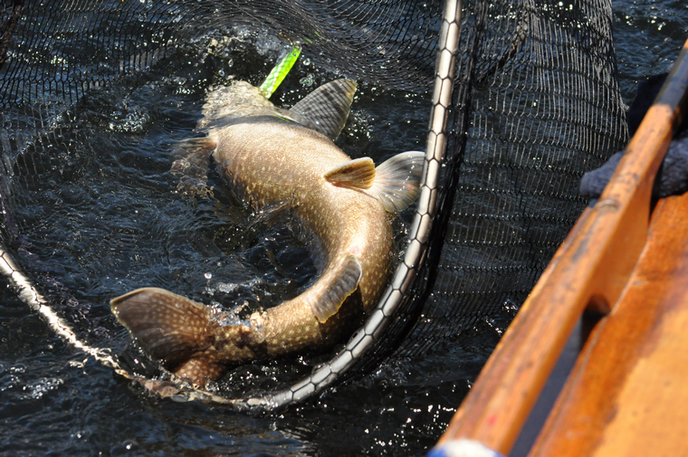laker in a net beside the boat