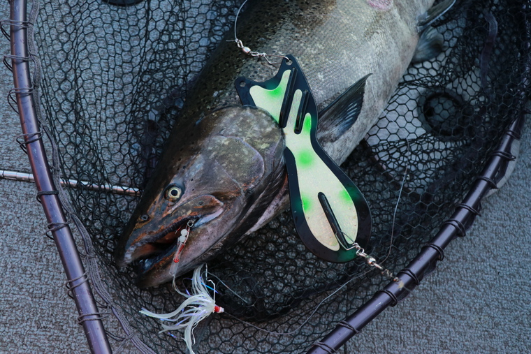 flasher and salmon in a net