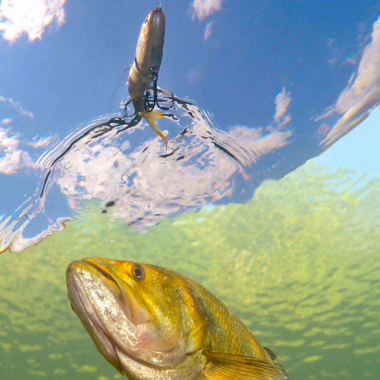 Largemouth Bass chasing lure
