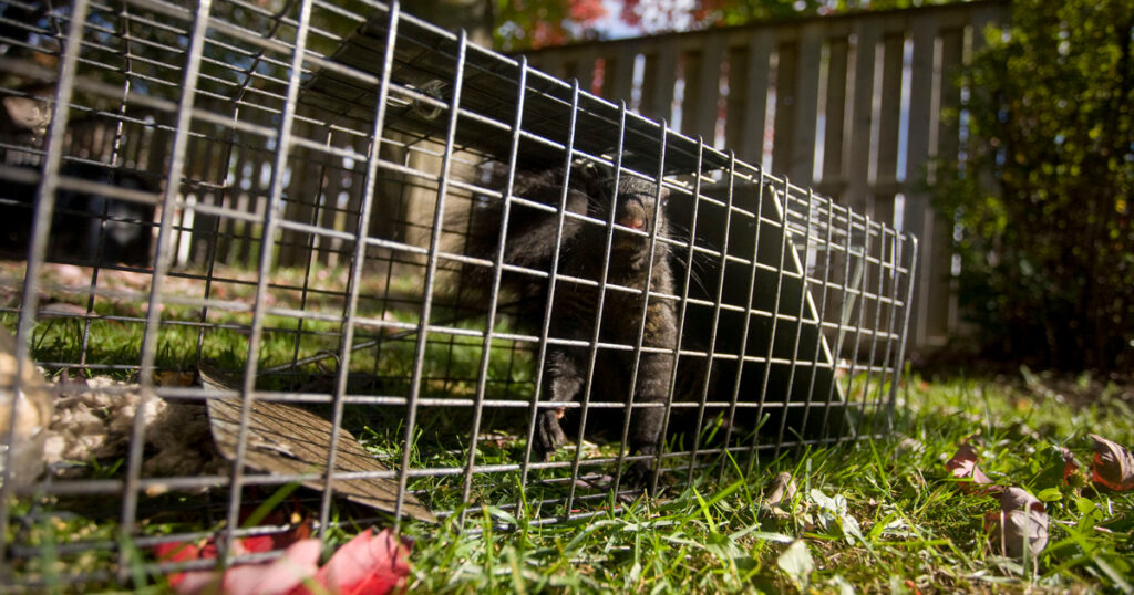 Trapping from your yard