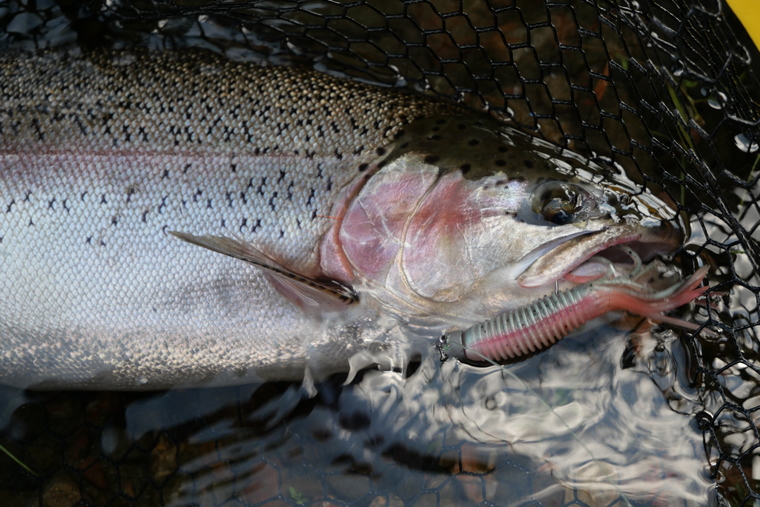 rainbow trout with tube 
