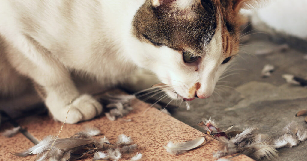 The impacts of free roaming cats