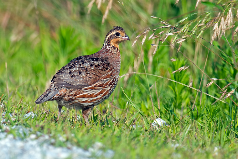 quail on grass