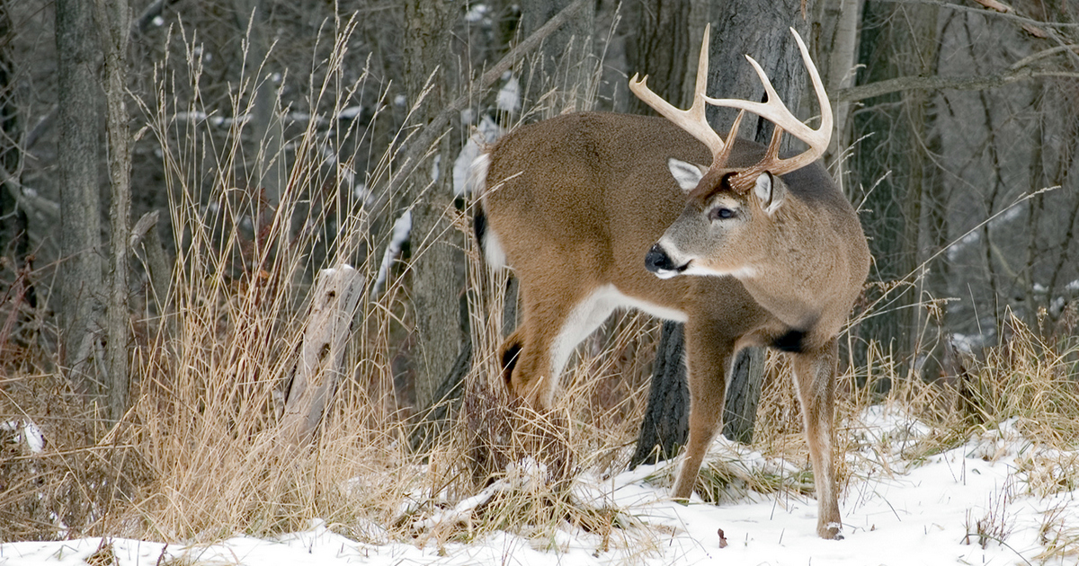 Ask a CO: Can my 15 year old hunt under my licence?