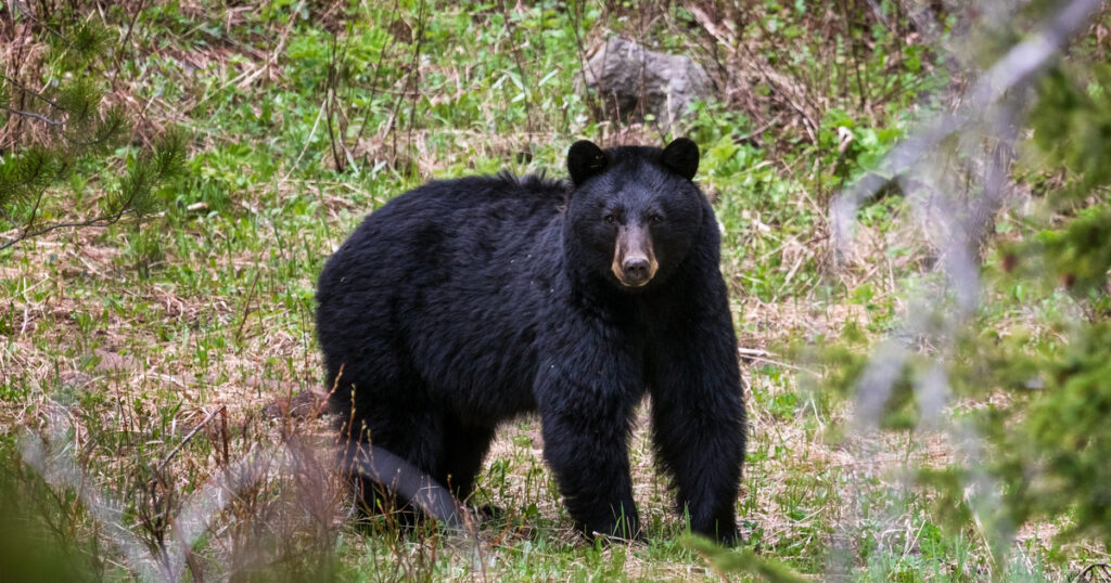 Ask a CO: On self-defence