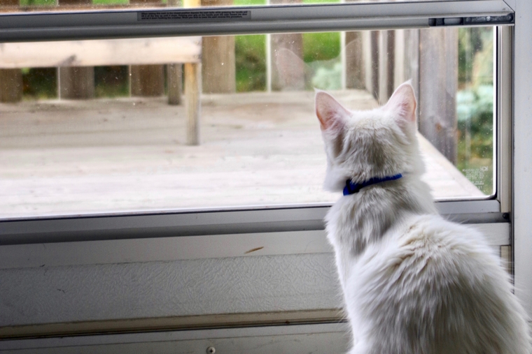 Cat looking out a window