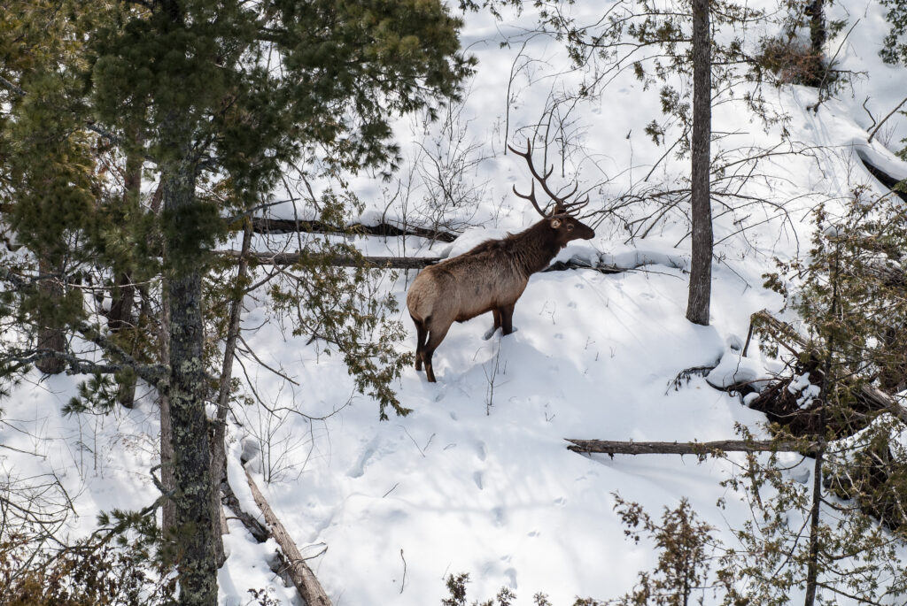 aerial elk surveys