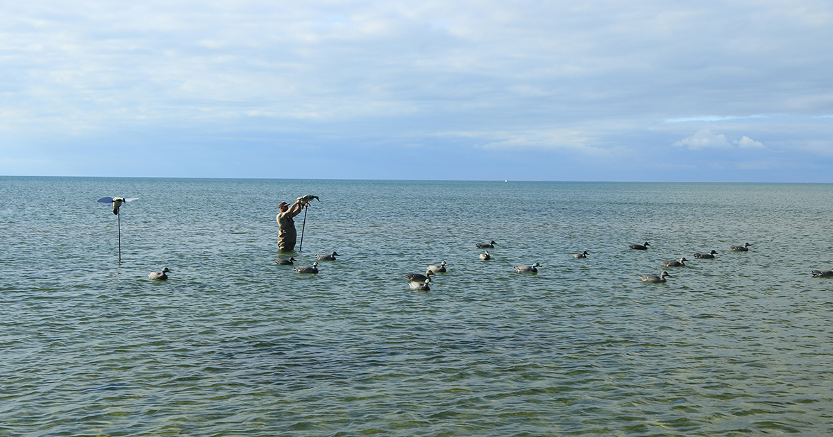 decoy spreads over water