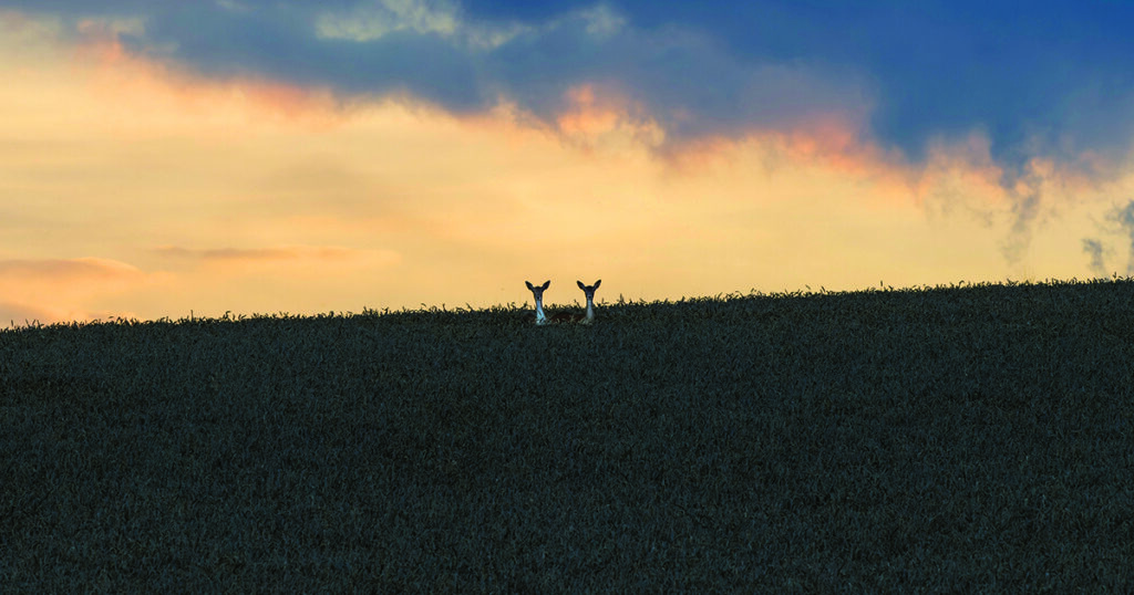 wild game populations