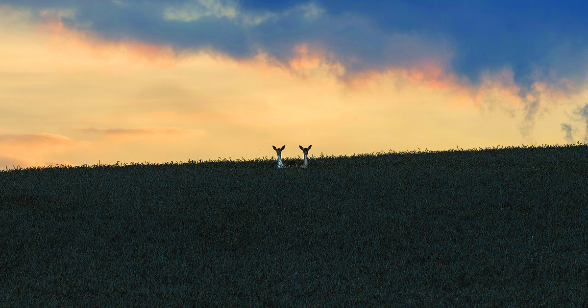 wild game populations