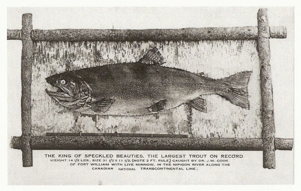 World record brook trout mount left