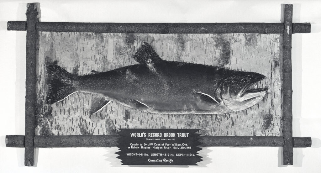 World record brook trout mount Right