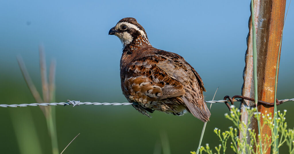 bobwhite