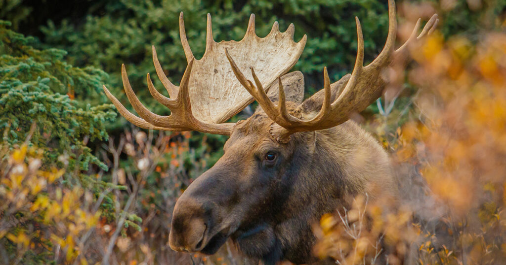 moose hunting