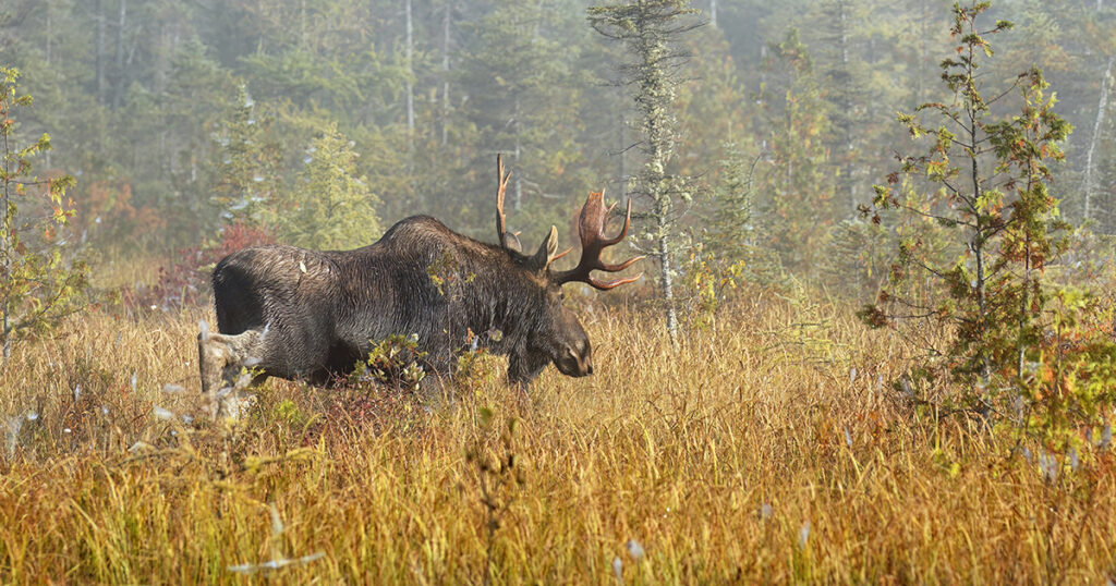 moose hunting with friends