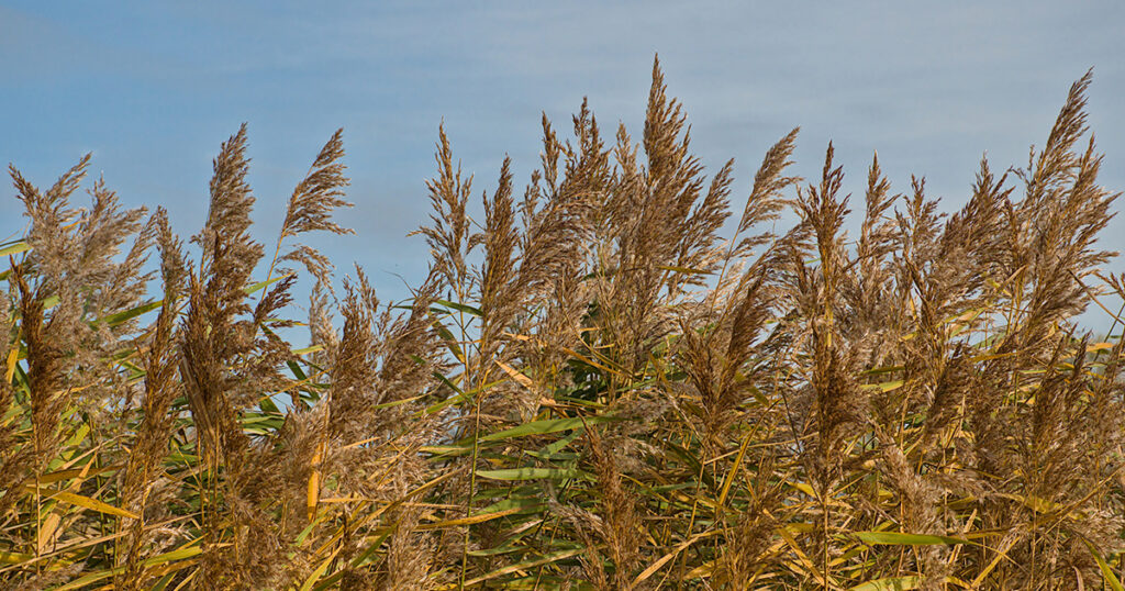 moths for phragmites