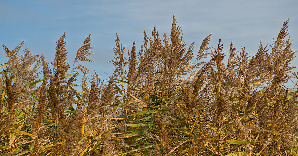moths for phragmites